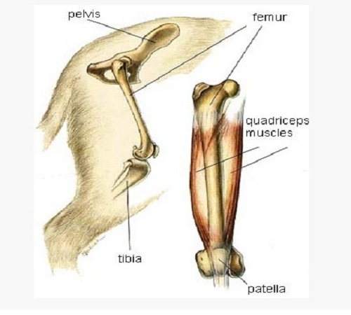 Shiba Inu Dog after knee surgery