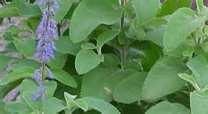 Forskolin