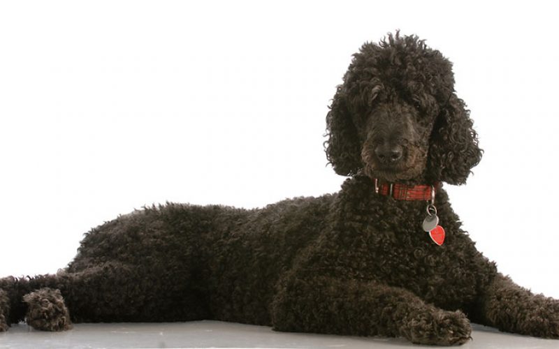 A Detailed Rundown of Poodles: Etymology, Fun Facts, Personality Traits, and Care Tips